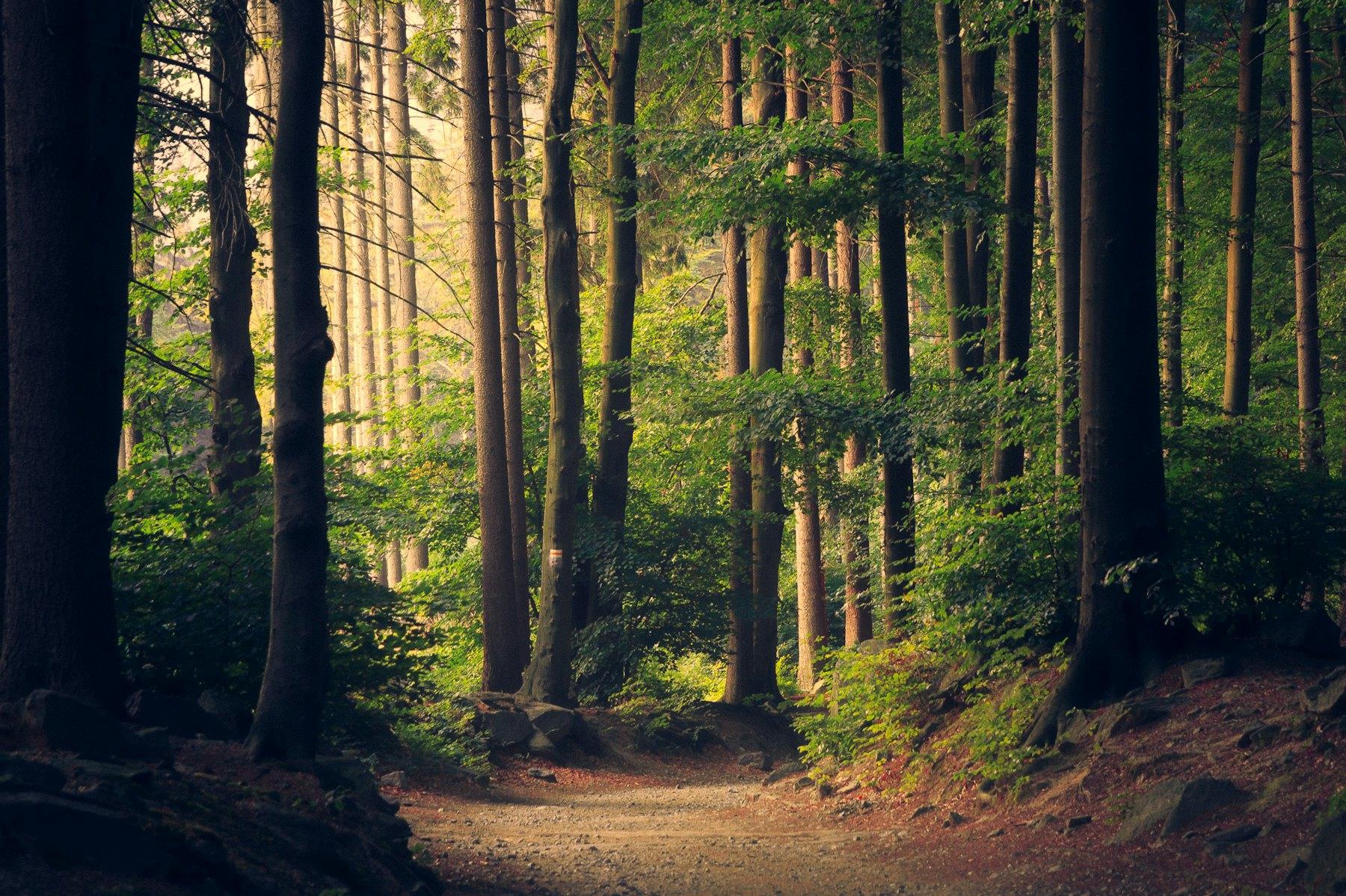 Sunlight through a mountain forest